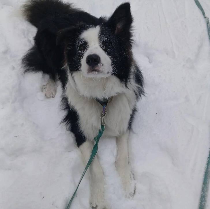 Un Border-Aussie allongé sur une surface enneigée et qui est tenu en laisse 