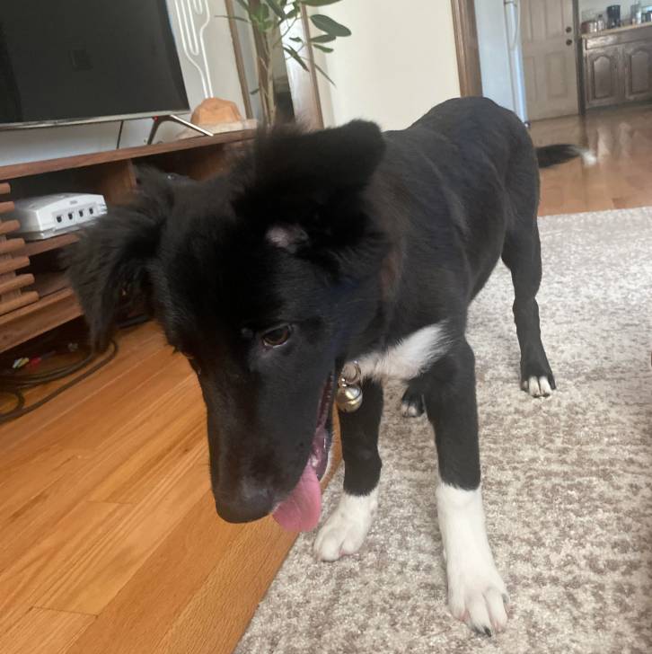 Un Border-Aussie sur un tapis et portant un collier autour du cou