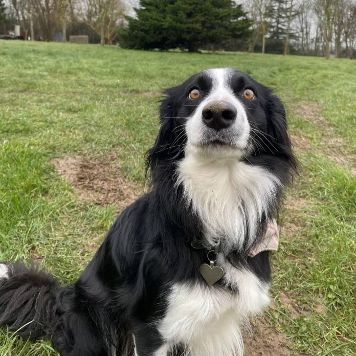 Un Border-Aussie assis sur un terrain herbeux et portant un collier autour du cou