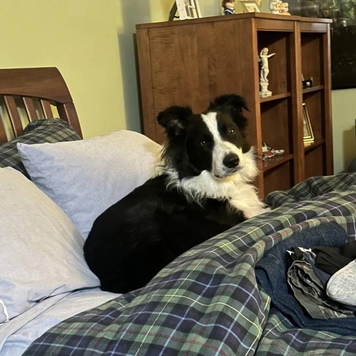 Un Border-Aussie allongé sur un lit et semblant détendu 