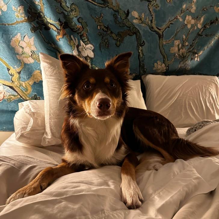 Un Border-Aussie allongé sur un lit et regardant vers le haut
