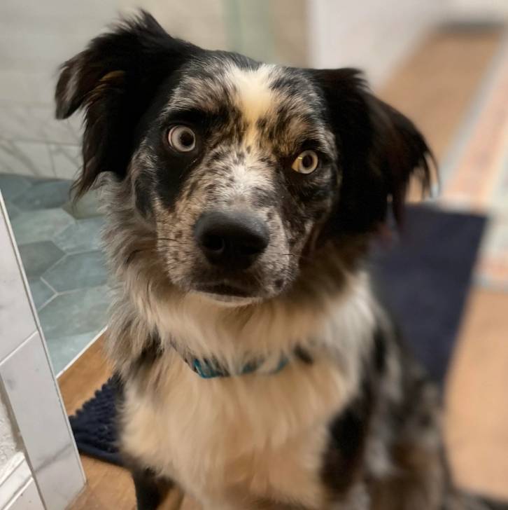 Un Border-Aussie assis sur un plancher et portant un collier autour du cou