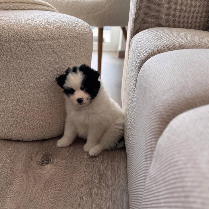Un chiot Border-Aussie assis sur un plancher et regardant vers la caméra 