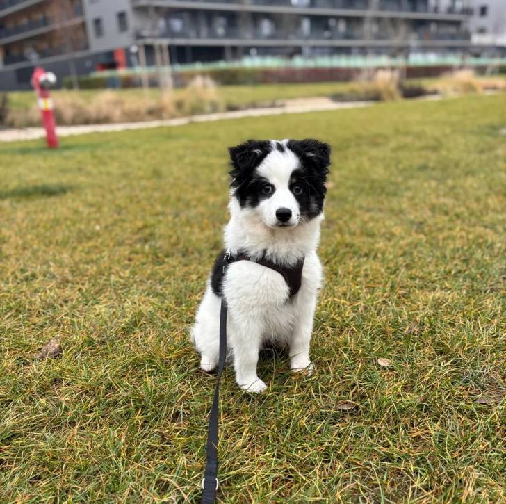 Un Border-Aussie assis sur un terrain herbeux et qui est tenu en laisse