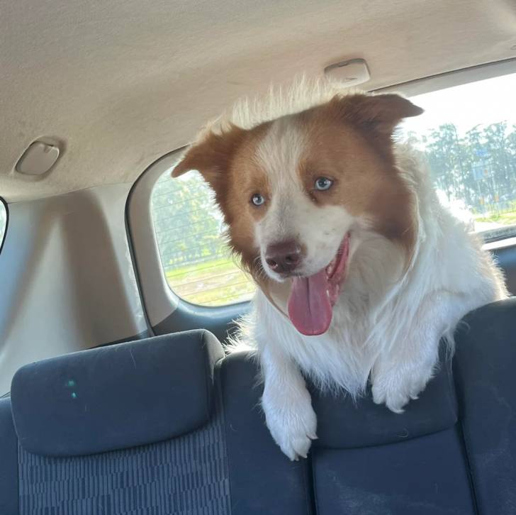 Un Border-Aussie dans une voiture et ayant la  langue pendante 