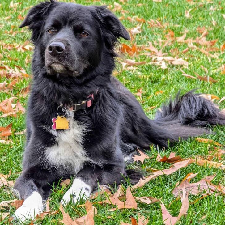 Un Border-Aussie allongé sur un terrain herbeux et portant un collier autour du cou
