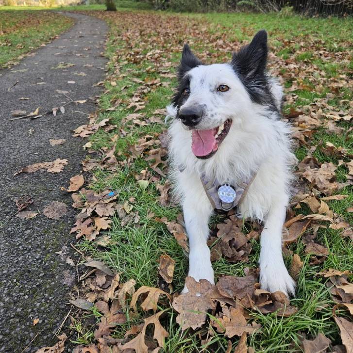 Un Border-Aussie assis sur un terrain herbeux et portant un harnais 