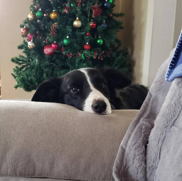 Un Border-Aussie allongé sur un canapé et regardant vers la caméra 