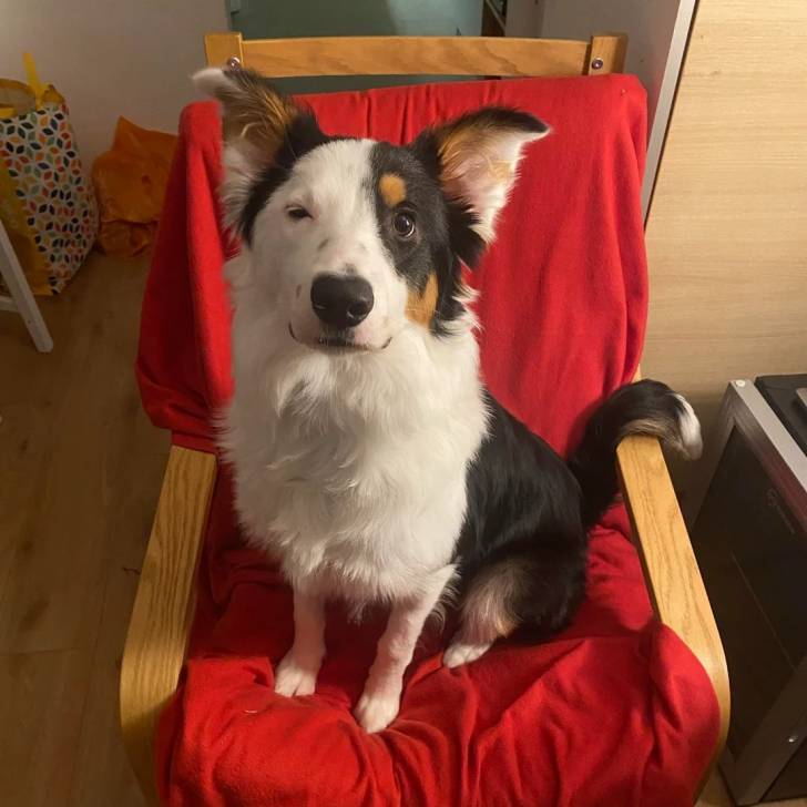 Un Border-Aussie assis sur une chaise et semblant détendu