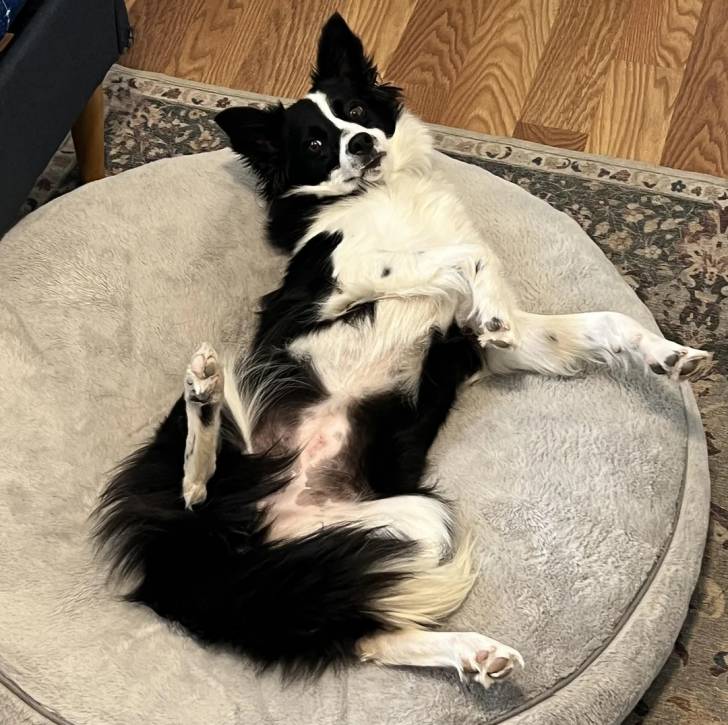 Un Border-Aussie allongé sur le dos sur un panier et regardant vers la caméra 