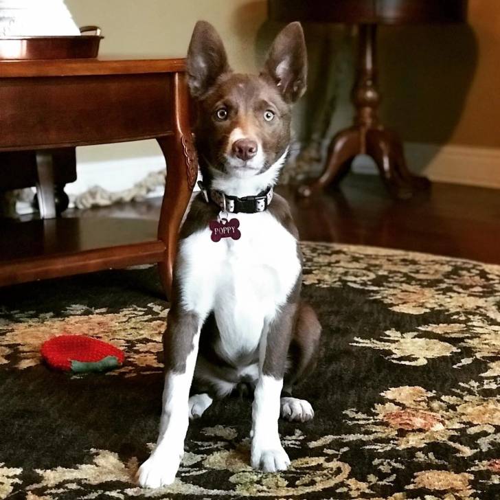 Un Border-Aussie assis sur un tapis et portant un collier autour du cou 