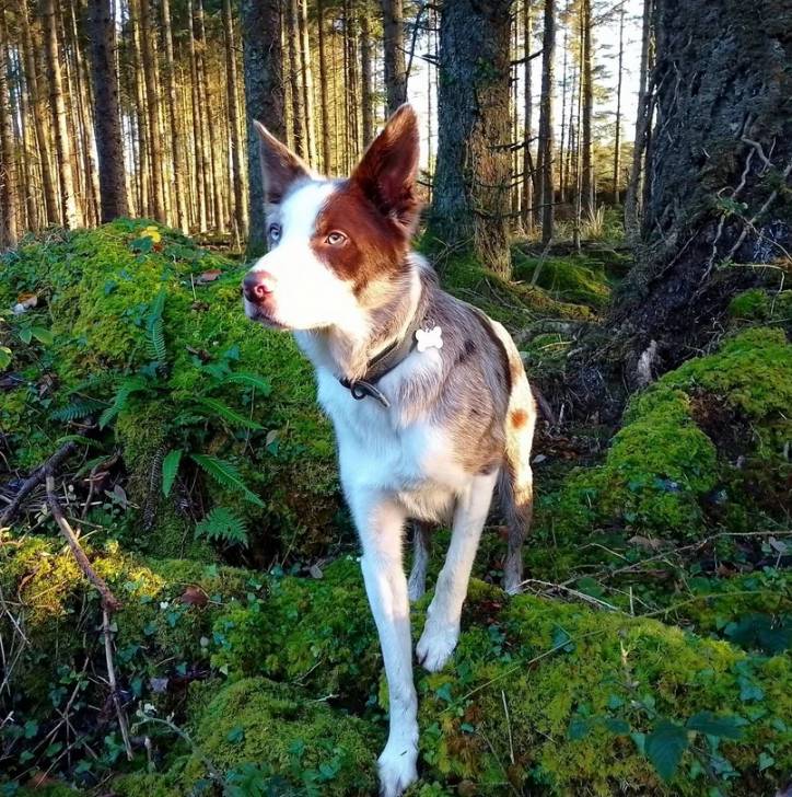 Un Border-Aussie dans une forêt et portant un collier autour du cou