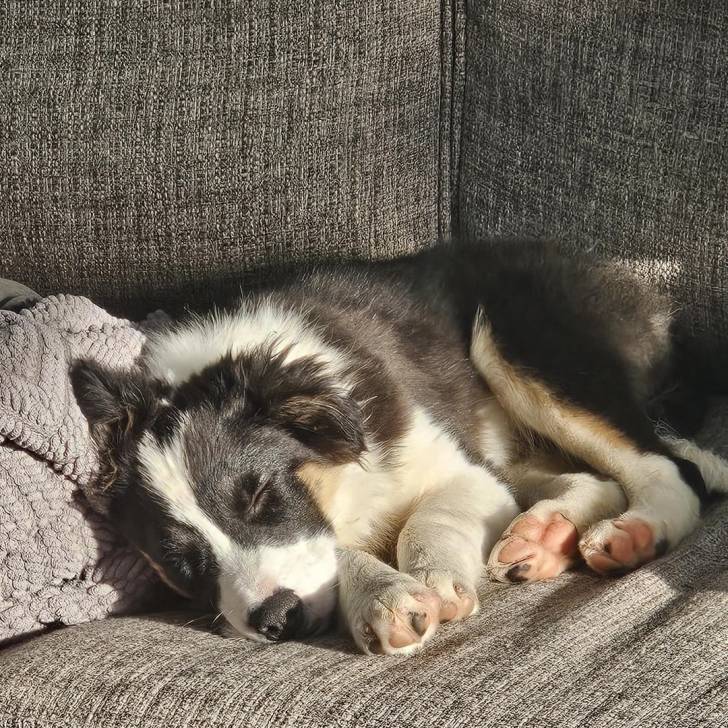 Un Border-Aussie allongé sur un canapé et semblant dormir 