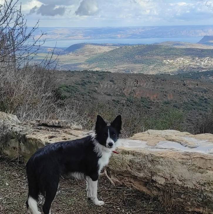 Un Border-Aussie sur une surface herbacée et portant un collier autour du cou