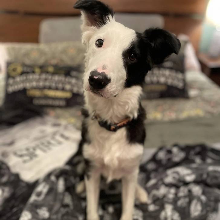 Un Border-Aussie assis sur un lit et portant un collier autour du cou