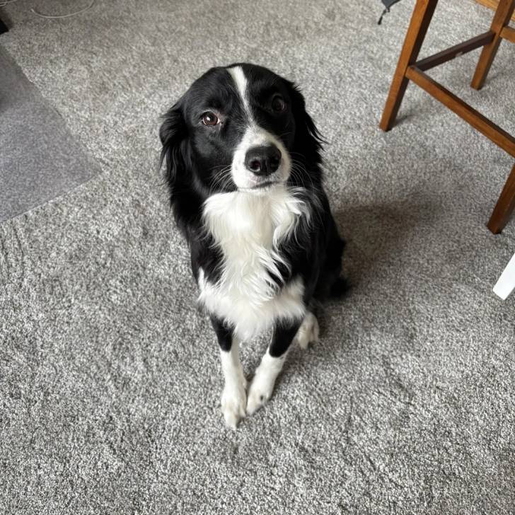Un Border-Aussie assis sur une moquette et regardant vers le haut