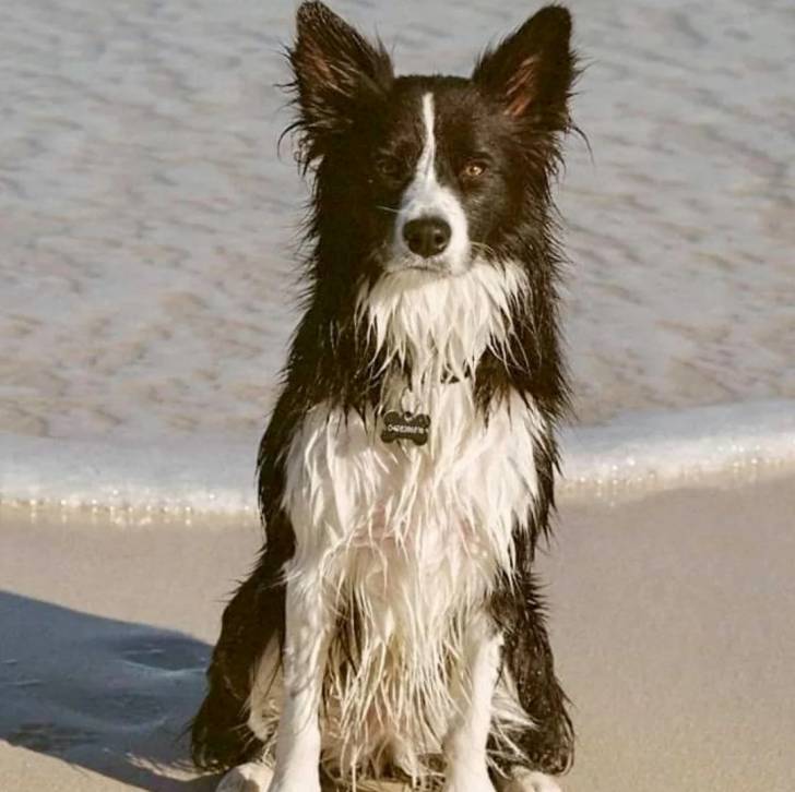 Un Border-Aussie assis sur une surface sableuse et portant un collier autour du cou