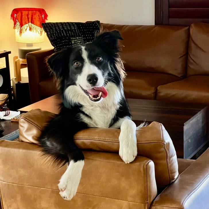 Un Border-Aussie allongé sur un canapé 
