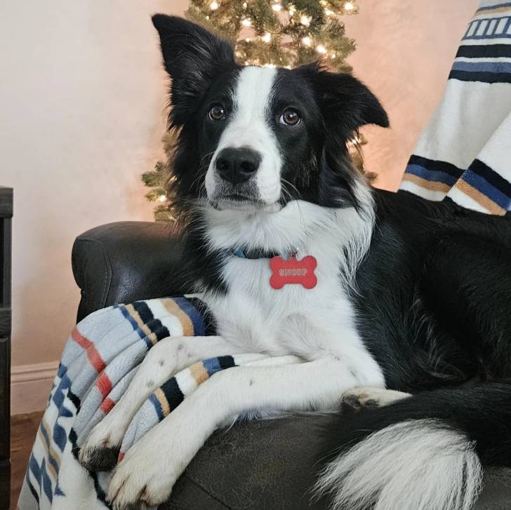 Un Border-Aussie allongé sur un canapé et portant un collier autour du cou