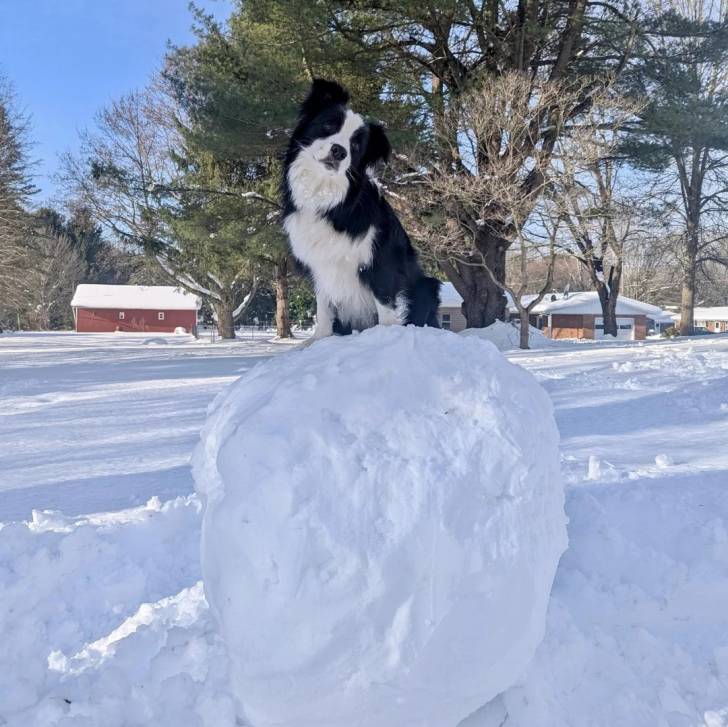 Un Border-Aussie sur une boule de neige et semblant détendu