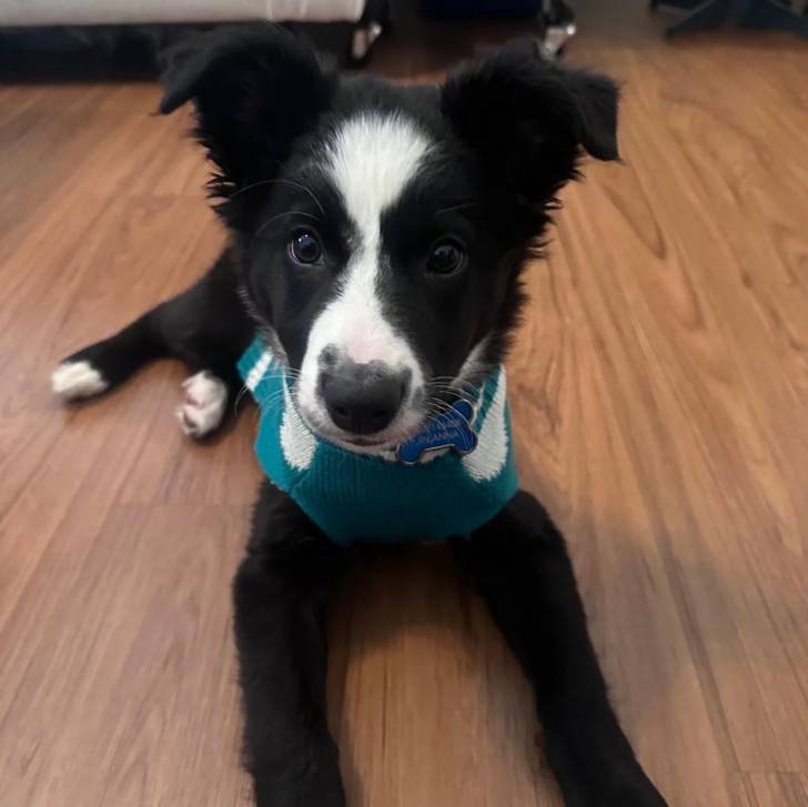 Un Border-Aussie allongé sur un plancher et portant un habit pour chien