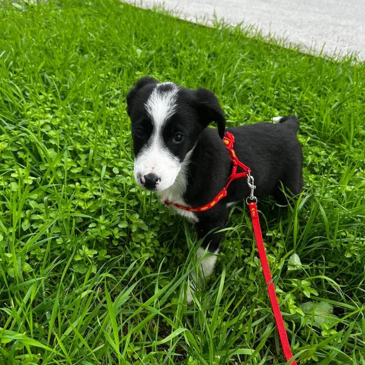 Un chiot Border-Aussie sur un terrain herbeux et qui est tenu en laisse