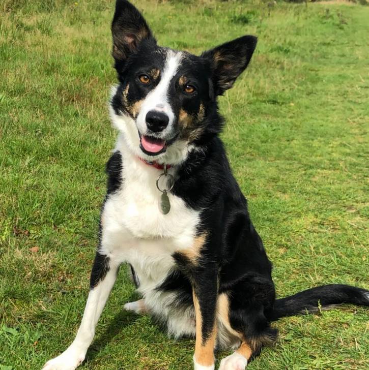 Un Border-Aussie assis sur une surface gazonnée et portant un collier autour du cou