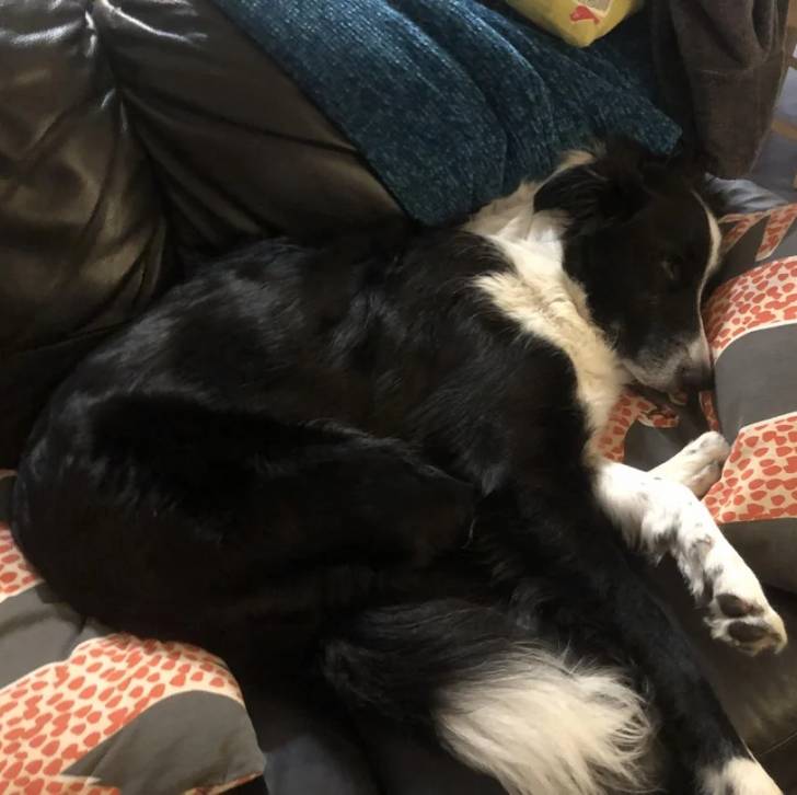 Un Border-Aussie allongé sur un canapé et semblant dormir 