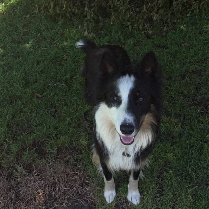 Un Border-Aussie sur un terrain gazonné et portant un collier autour du cou 