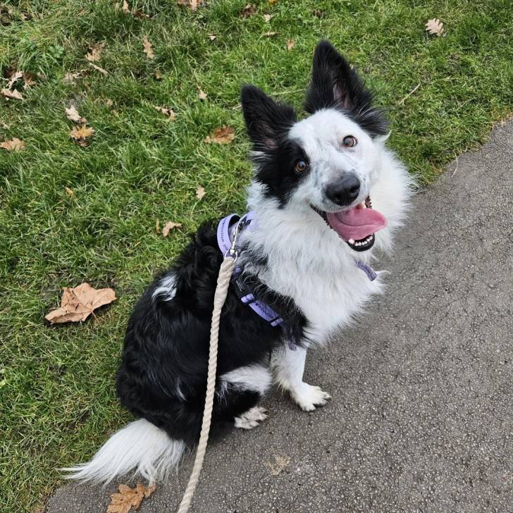 Un Border-Aussie assis sur une surface goudronnée et qui est tenu en laisse 