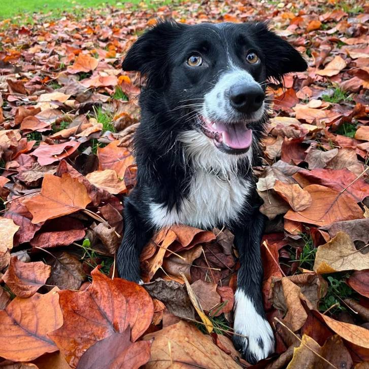 Un Border-Aussie allongé sur un sol jonchés de feuilles mortes 