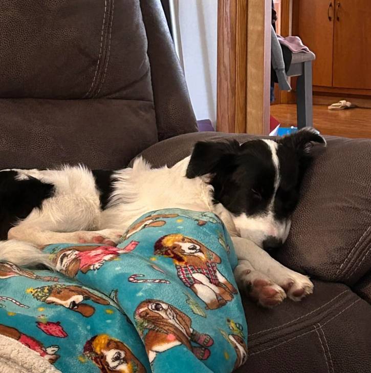 Un Border-Aussie allongé sur un canapé et semblant dormir