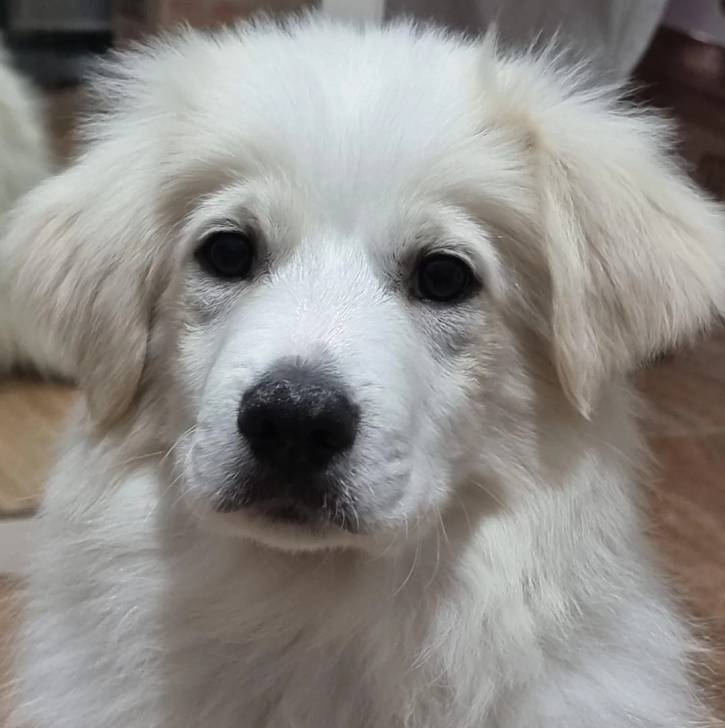 Un Border-Aussie allongé et regardant vers la caméra 