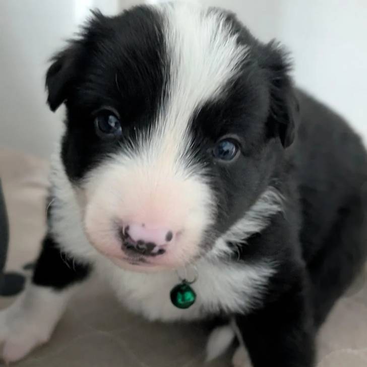 Un chiot Border-Aussie regardant vers la caméra et portant un collier autour du cou