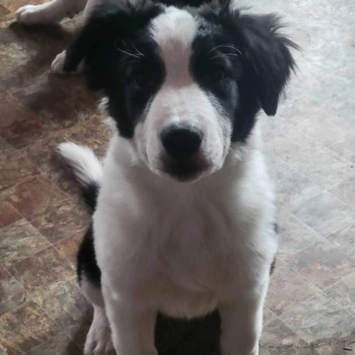 Un chiot Border-Aussie assis sur un sol carrelé et regardant vers la caméra 
