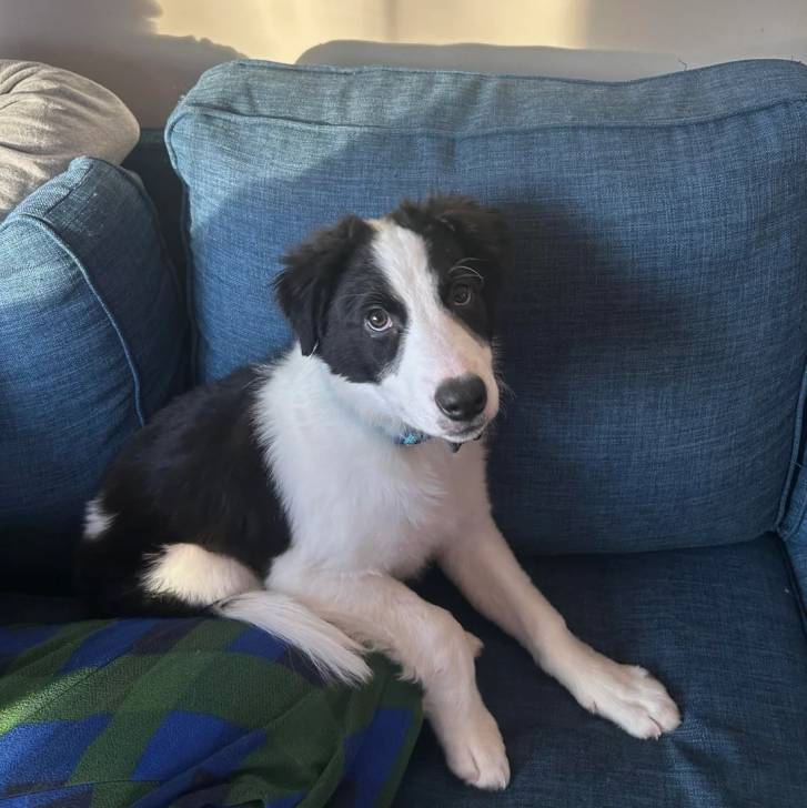 Un Border-Aussie assis sur un canapé et portant un collier autour du cou