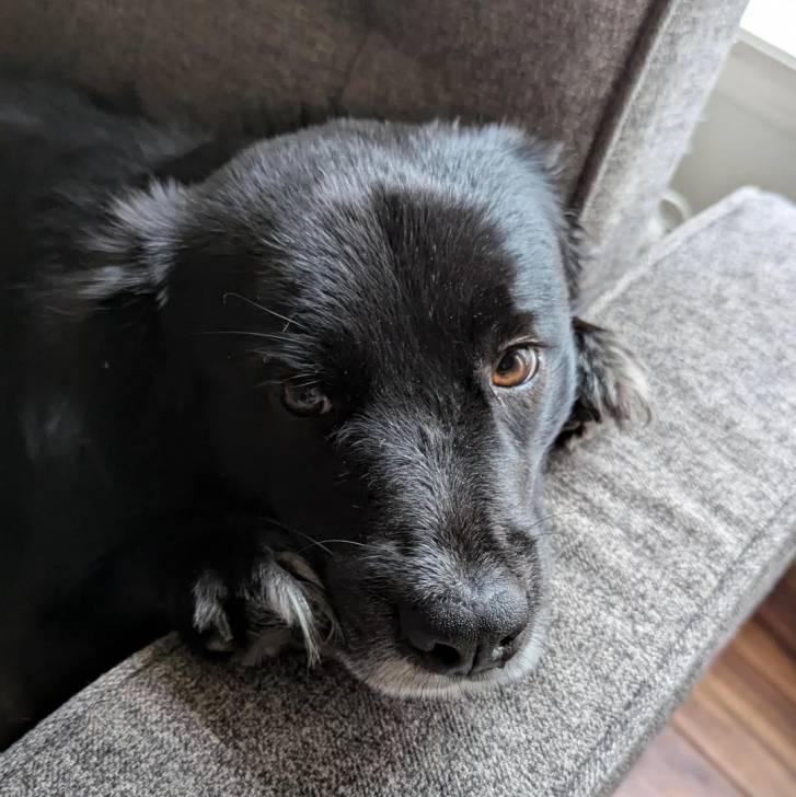 Un Border-Aussie allongé sur un canapé et regardant la caméra 