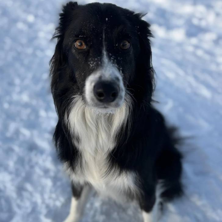 Un Border-Aussie assis sur une surface enneigée et regardant vers la caméra 