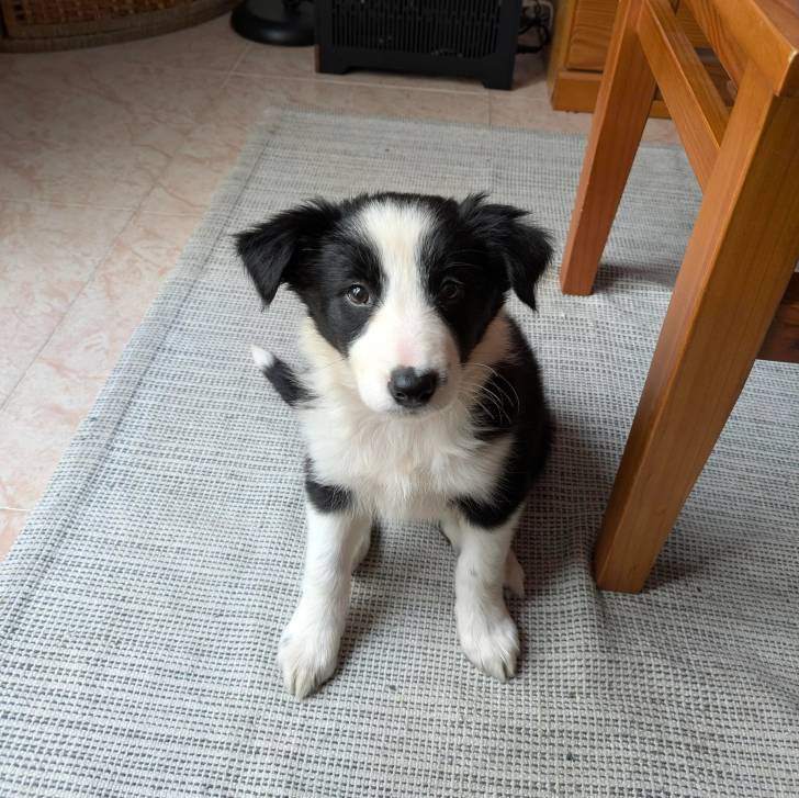 Un chiot Border-Aussie assis sur un tapis et regardant vers la caméra 