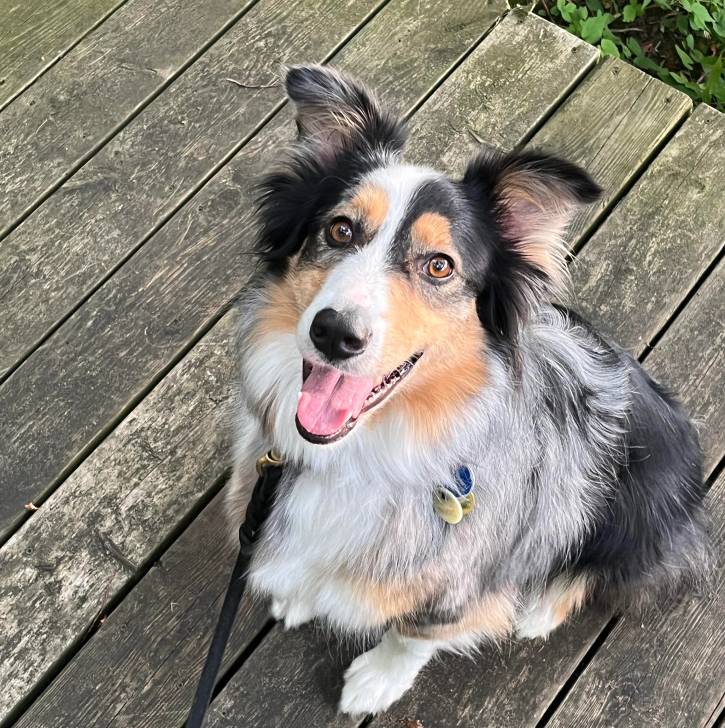 Un Border-Aussie assis sur un plancher et qui est tenu en laisse