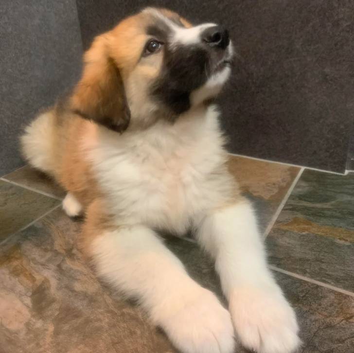 Un chiot Border-Aussie allongé sur un sol carrelé 