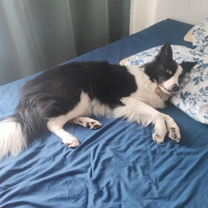Un Border-Aussie allongé sur un lit et regardant vers la caméra 