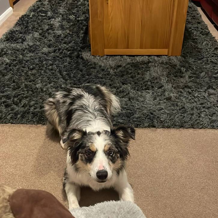 Un Border-Aussie allongé sur une moquette et regardant vers la caméra 