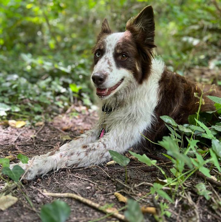 Un Border-Aussie allongé et portant un collier autour du cou