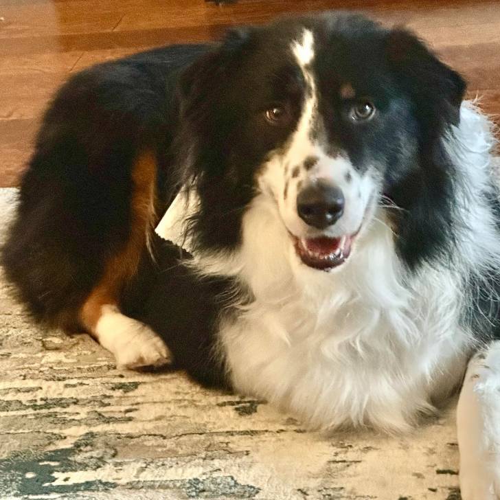 Un Border-Aussie allongé sur un tapis et regardant vers la caméra