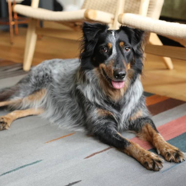 Un Border-Aussie allongé sur un tapis et tirant la langue 