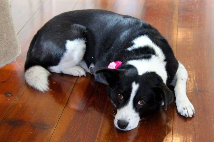 Un Border-Aussie allongé sur un plancher et regardant vers la caméra 
