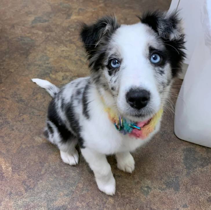 Un chiot Border-Aussie assis sur une surface bétonnée et portant un collier autour du cou