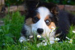 Un Border-Aussie allongé sur un terrain herbeux et semblant détendu 