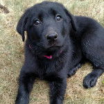 Un Aussiedor allongé sur une surface herbacée et portant un collier autour du cou